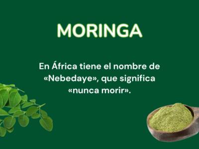 Por qué debería incluir Moringa en mi dieta?