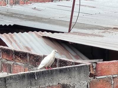 Un encuentro plumífero en Manta: no todo lo que vuela es de casa