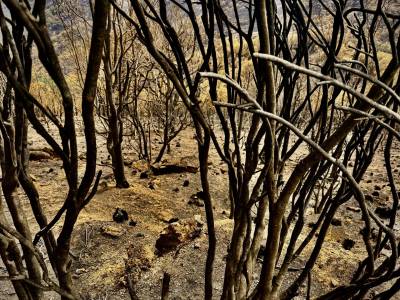 Un manto de ceniza sobre el paraíso: Los efectos del incendio de Jarilla, en Cáceres