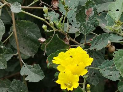 Identificando la Flora Costera: El Muyuyo (Cordia lutea)