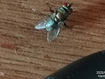 ¡Una nueva perspectiva de mi amiga la mosca de botella!