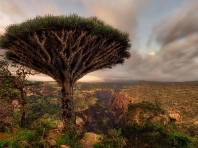 Sangre de dragón. Para qué sirve, a que sabe qué efecto provoca