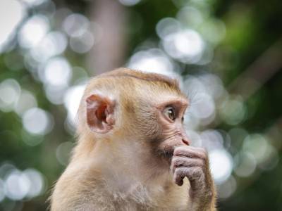 Adivina, adivinanza, ¿qué animal es?