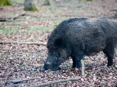 Parque de animales cerca de Colonia en primavera