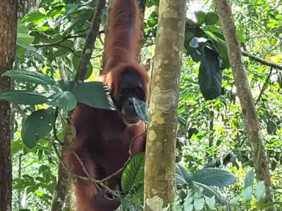 Cómo ver orangutanes en Sumatra