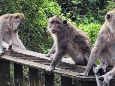 Qué hacer en Ubud