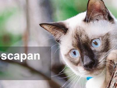 ¿Por qué se escapan los gatos? - Redes para el hogar