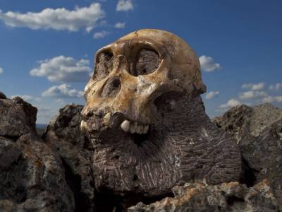Los conceptos básicos de la evolución humana