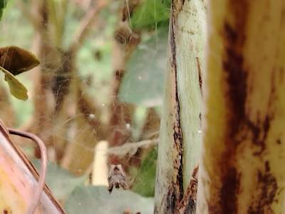 Micrathena, la Maestra del Disfraz en Manta: Descubre el Arácnido de Ecuador que se Mimetiza con la Corteza…