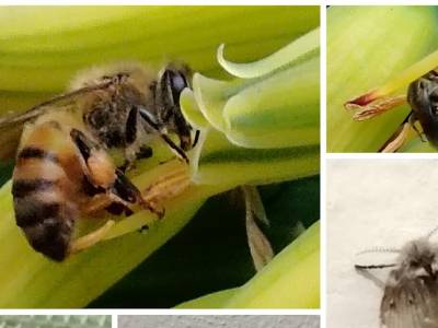 Biodiversidad Urbana en Casa: Guía Práctica de 17 Especies (Arañas, Moscas e Insectos)