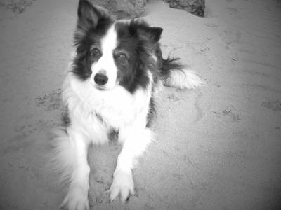Milka en blanco y negro