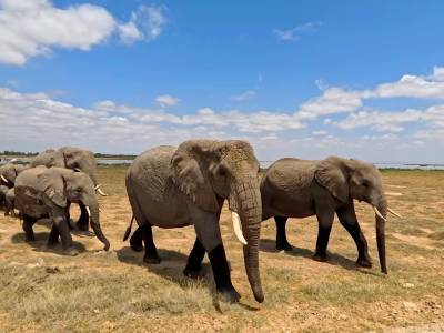 Qué ver en el Parque Nacional Amboseli, el reino de los elefantes