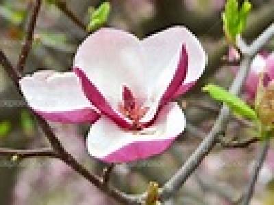 Rosa magnolia
