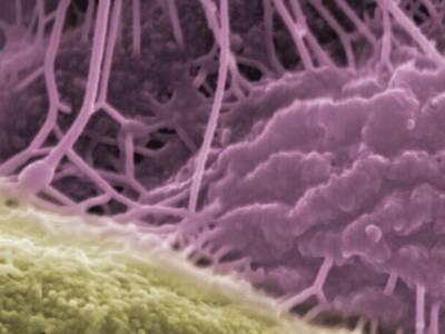 El papel de los microbios en la fertilidad del suelo