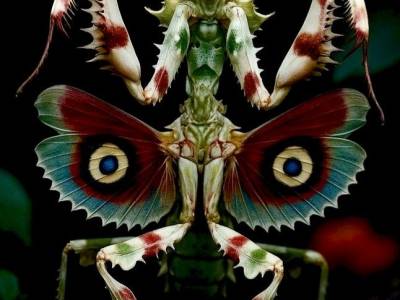 Mantis Flor del Diablo…