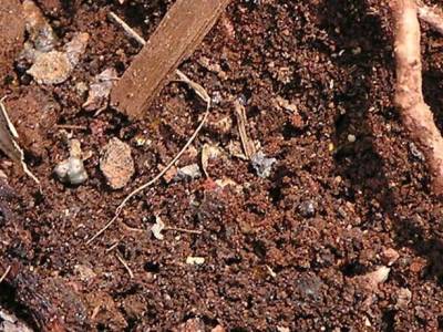 Las enfermedades del suelo agrícola