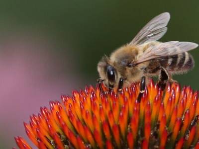 Los campos sin insectos polinizadores