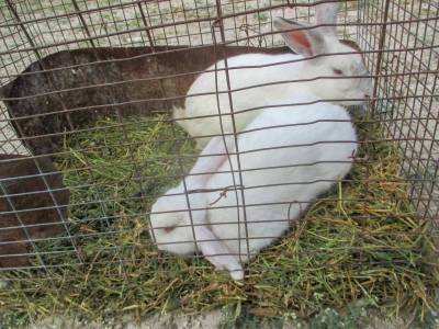 Sábado De Cerro: El Día De Los Conejos