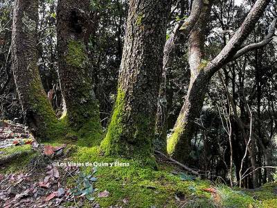 Excursión al Sot de l'Infern en el Montseny