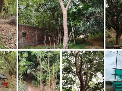 El Tesoro Oculto de Altamira: Crónicas Biológicas del Bosque Escondido de Marbella