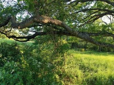 El Roble del Sesteo de Vallespinoso de Cervera