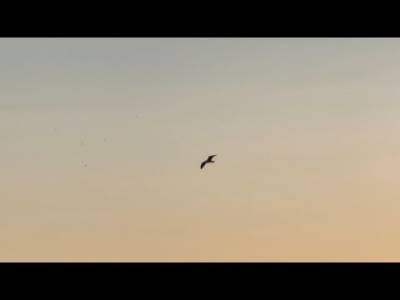 Vuelo en Marbella