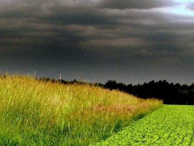 Cómo los cultivos modifican el clima local