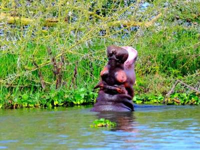 Qué ver en Naivasha (Kenia): safari y excursiones imprescindibles