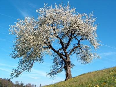 La primavera como ficción