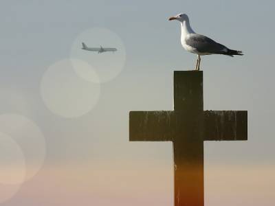 Cementerio de Montjuïc: territorio de la gaviota patiamarilla
