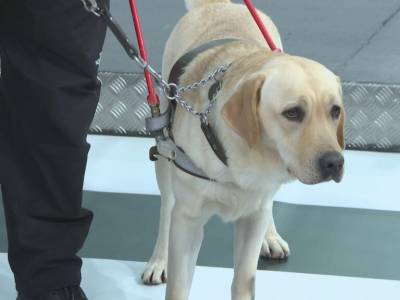 Perros guía, el derecho a acompañar sin límites