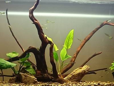 Crónicas desde el acuario