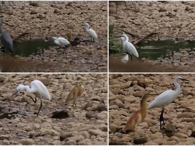 Entre cantos rodados: Cuando el Besòs pertenece a las aves