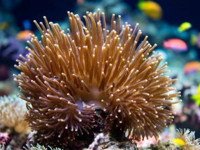 Látigo de mar anguloso: Un coral adaptable y único