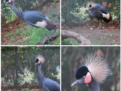 ¿Por qué la grulla coronada se llama Balearica?
