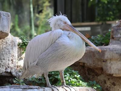 El pelícano ceñudo (Pelecanus crispus) en el Zoo de Barcelona