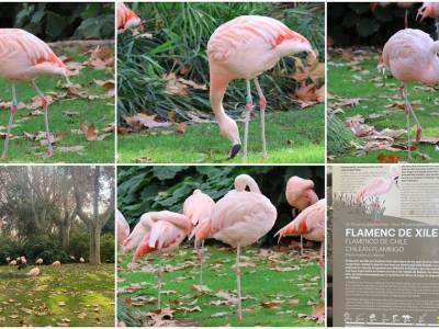 Flamenco de Chile en el Zoo de Barcelona