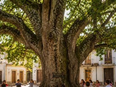 El arbol centenario