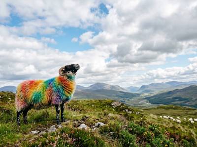 Soy la obeja arcoiris de la familia