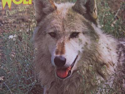 1973: El lobo de Darryl Way