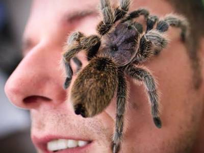 Aracnofobia: cuando el miedo a las arañas se convierte en una fobia