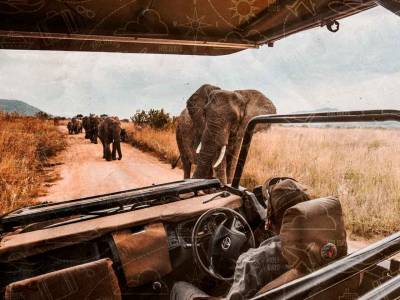 Safari África: guía definitiva de los 8 mejores parques