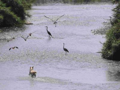Del nido al río: comienza el verdadero desafío para las jóvenes garzas del Besòs