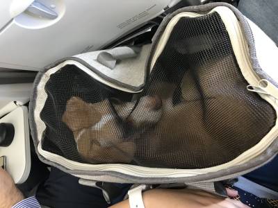 Vueling supera los 100.000 viajeros de cuatro patas
