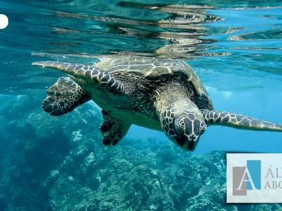El cambio climático en Canarias | Alvarez Abogados Tenerife