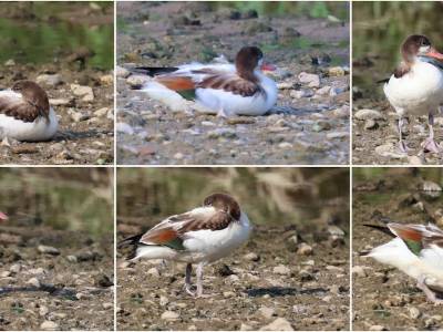 Un tarro blanco juvenil en el Besòs: la observación duró más que su tranquilidad