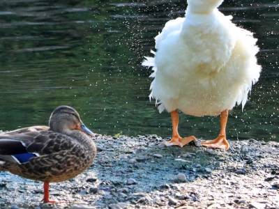 Un pato blanco : ¿escape o abandono ?