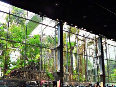 Las aves del Bosque Inundado del CosmoCaixa. Una visita con ojos de observador de aves