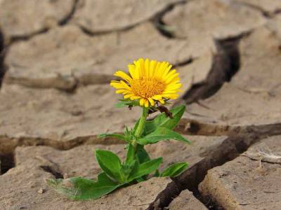 La Tierra se esta desertificando[planeta y sendero]