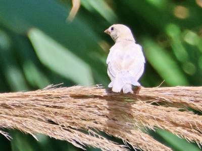 Un gorrión blanco entre cientos